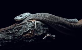 梦见杀蛇把蛇头砍掉