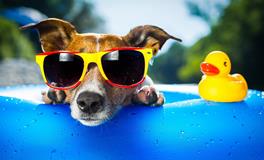 梦见狗游泳有什么寓意