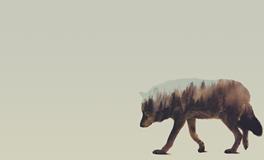 董易林2019年11月27日生肖运势