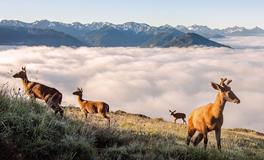 紫微14主星一周运势（12.16-12.22）