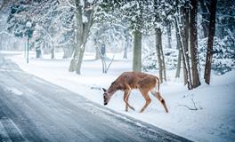 十二生肖2020年运势及运程 十二生肖2020年全年每月运势