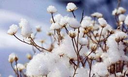 2020年数九时间表