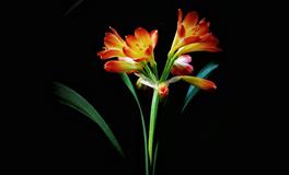 “天生就非常有魅力”的四大星座女，气质与颜值并存，从来不缺人追！