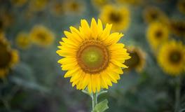 爱情的态度经常似是而非，喜欢让人猜心的星座男