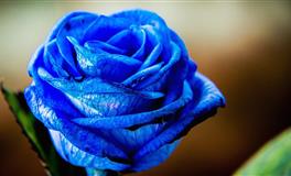 感情上，让人恨不得、放不下的星座，真爱难断，执念太深