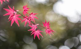 看似坚强， 实则非常缺乏安全感的星座，你看懂他的脆弱了吗？