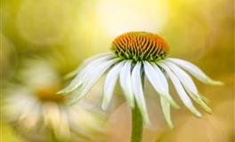 要面子不愿欠人情，有事自己扛的四大星座