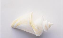 心理测试：看腿你认为谁长的最漂亮？测你未来的男友颜值