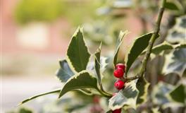 不是省油的灯！渣男都不愿意遇上的三大生肖女