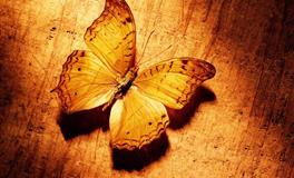 从来不把希望寄托在别人身上的星座，不是太清醒，而是太无奈