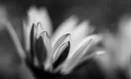 感情不够敏感，即使被恋人背叛也难察觉到的星座