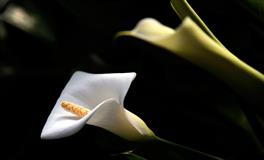 12星座真的想跟你交往的表现，十二星座最无法忘记的容颜？