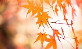 揭晓：十二星座一生中无法释怀的事是什么？