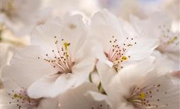 奥琳娜9月星座运势