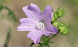 把爱情牢攥在手心里，控制欲极强的星座