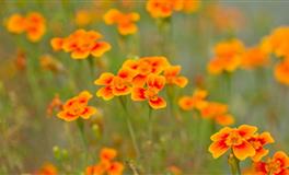 表面越坚强，内心越不堪一击的星座