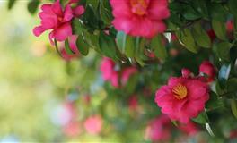 擅长处理人际关系的星座，人缘好口碑佳，人脉亨通