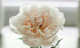 结婚后和婆婆和平相处的星座女，不卑不亢，温柔独立