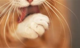 做事认真，为人踏实靠谱的三大星座