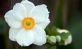 一谈恋爱就变得“可怜”的星座，不是卑微，只是不想失去