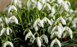 苏民峰2021年属虎人运势解析 牛年属虎人运程排行榜