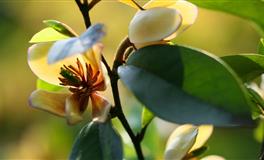 12星座日月性格：太阳狮子座+月亮双子座