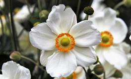 你的月亮星座代表着什么？（风象篇）