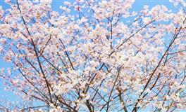 12星座日月性格：太阳巨蟹座+月亮白羊座