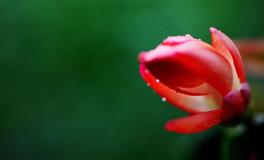 熊神进12生肖一周生肖运程(6月28日至7月4日）