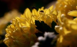 苏珊米勒每日运势2021年8月5日