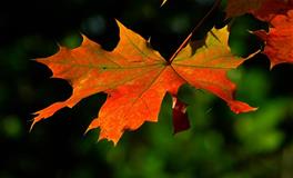 苏珊米勒一周星座运势（9.20-9.26）