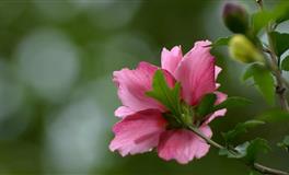 熊神进生肖兔一周生肖运势（9月20日-9月26日）