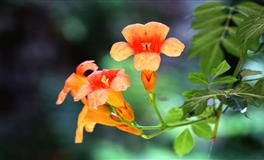 2021年属什么，2021年属相