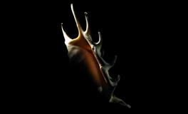 易鑫2021年9月20日生肖运势