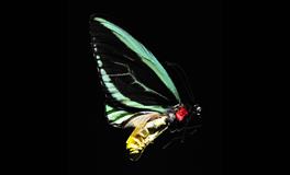 App天秤座每周运程9.20-9.26