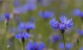 苏珊米勒每日运势2021年11月1日