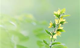 Lunita天秤座一周运势10.25-10.31