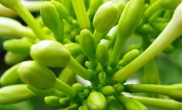 莫测之星2021年11月狮子座爱情婚恋运势