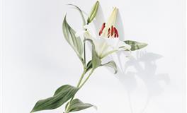 花甜天蝎座一周运势（10.25-10.31）