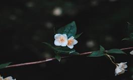 李云山：2022年八白左辅星飞临东北方落入属牛人的命宫