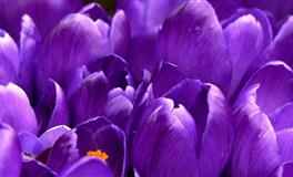 Kiddoの星运一周星座运势2021.11.8-11.14