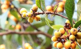 玛法达金牛座一周运势（11.3-11.9）