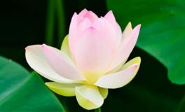 羲邑师姐生肖猪一周运势(11.22-11.28)