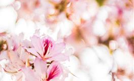 花甜12星座2022年1月运势