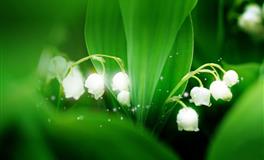 帕特里克处女座一周爱情运势（12.27-1.2）