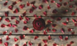 Lunita双子座一周运势(12.13– 12.19)