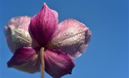 哪几个星座的女生，在感情中，是付出型的“暖宝宝”呢？