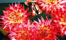 心事最重，小秘密最多的星座