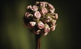 Alex处女座一周运势（2.21-2.27）