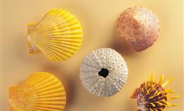 最塔罗白羊座一周运势(2.28-3.6)